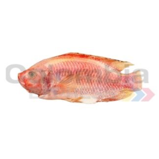 Tilapia roja caja x 10 kilos